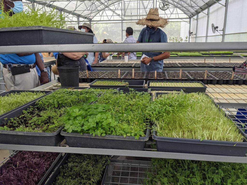 Descubre cómo iniciar tu propio negocio agrícola