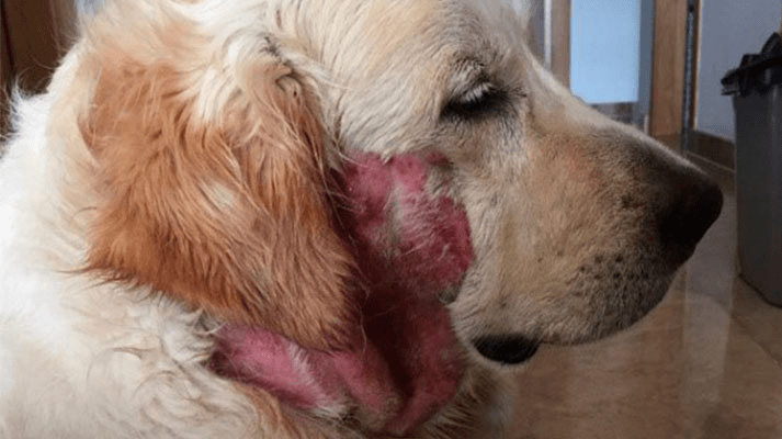 La dermatitis húmeda en caninos