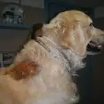 La dermatitis húmeda en caninos