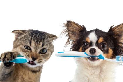 Cuidado dental de las mascotas