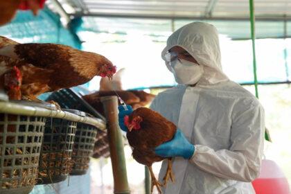 Brote de gripe aviar en granjas de Estados Unidos se espera un aumento significativo en los precios de los huevos