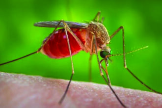 Es cierto que Florida, debido a su clima cálido y húmedo, es un estado particularmente vulnerable a un aumento de plagas y brotes de enfermedades.