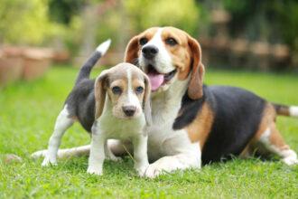 La transición de la alimentación de un cachorro a un adulto es un proceso crucial para la salud y el bienestar de tu mascota.