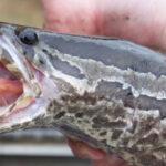 Estados Unidos lanza alerta por peces invasores que caminan en tierra y respiran aire