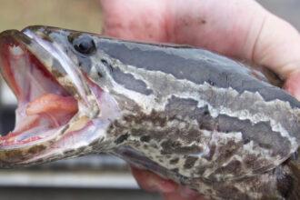 Estados Unidos lanza alerta por peces invasores que caminan en tierra y respiran aire