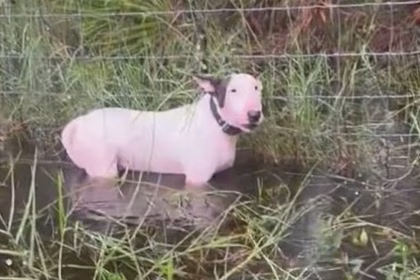 Un perro abandonado atado en un huracán cambiará la vida en Florida: así es la nueva ley de protección animal