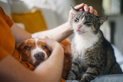 La Sociedad Protectora de Animales del Condado de St. Lucie lanza su primer campamento de verano