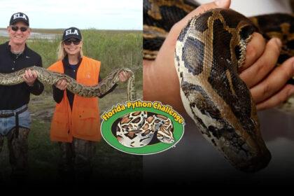Inicia competencia de captura de pitones en Florida: $10,000 para el mejor cazador
