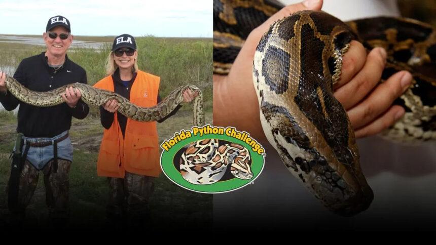 Inicia competencia de captura de pitones en Florida: $10,000 para el mejor cazador