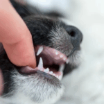 La dentición, un proceso natural, aunque a menudo doloroso para el cachorro...