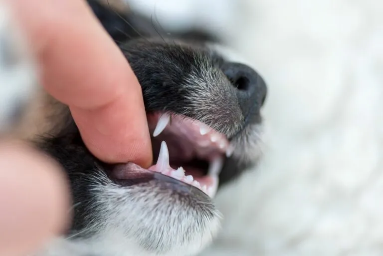 La dentición, un proceso natural, aunque a menudo doloroso para el cachorro...