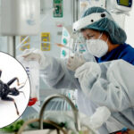 La enfermedad de Chagas llegó a Estados Unidos: los CDC reportan casos en ocho estados