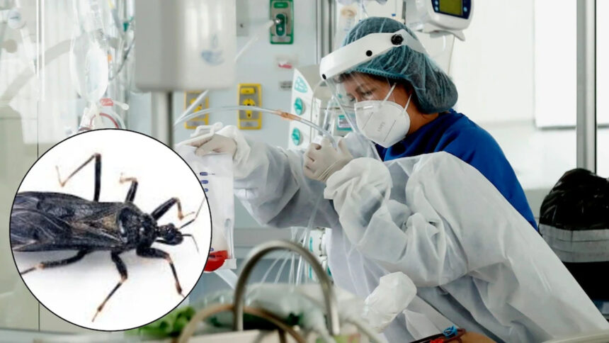 La enfermedad de Chagas llegó a Estados Unidos: los CDC reportan casos en ocho estados