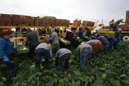 Trabajadores agrícolas alertan sobre recorte salarial impulsado por gobierno de Trump