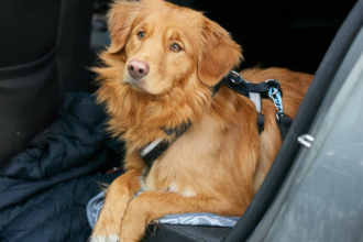 Perro con arnés de seguridad listo para viajar en auto durante Navidad.