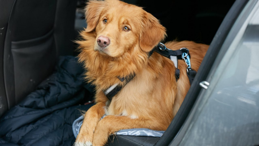 Perro con arnés de seguridad listo para viajar en auto durante Navidad.