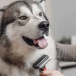 Dueño cepillando suavemente a un perro con pelaje brillante y saludable. Imagen Mascotas.com