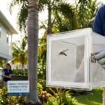 Guerra al Dengue en Florida: El Plan "Mosquito vs. Mosquito" que Jubila a los Insecticidas