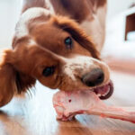 Los huesos crudos pueden ayudar a la salud dental, pero los huesos incorrectos representan un riesgo de emergencia veterinaria.