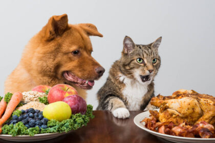 El Contraste de la nutrición en mascotas