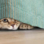 Gato escondido debajo de la cama
