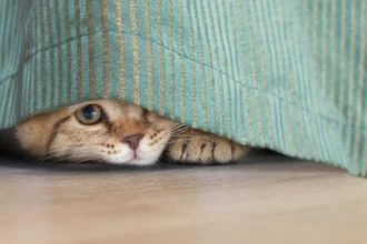 Gato escondido debajo de la cama
