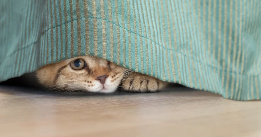 Gato escondido debajo de la cama
