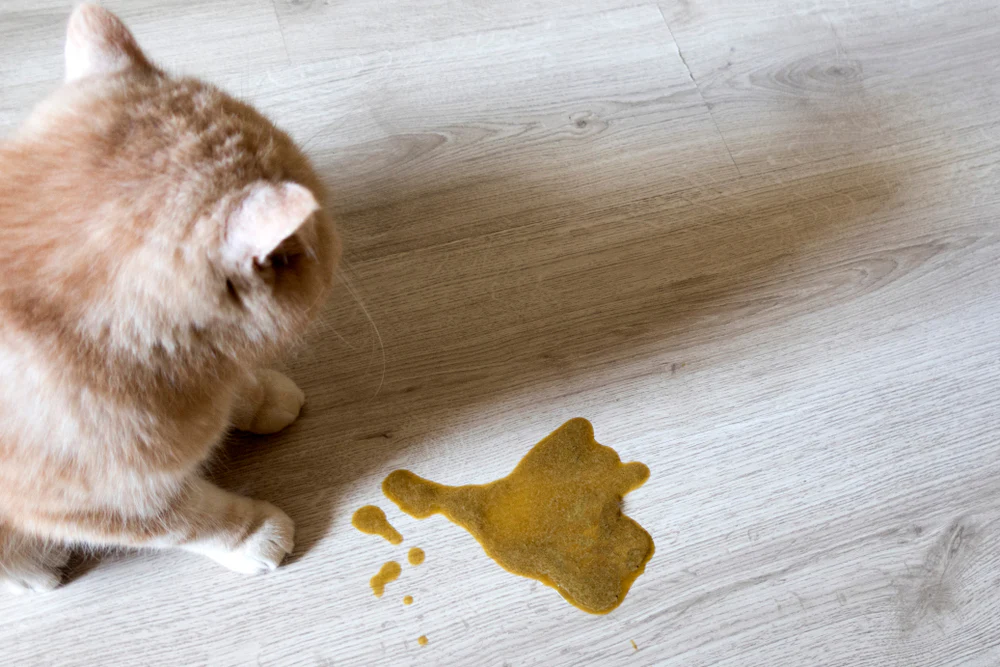 Gastroenteritis Felina: ¿Tu Gato Vomita Seguido? La Guía Definitiva