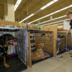 Jaulas alineadas y listas en Petco St. Lucie West durante el Megaevento de Adopción.