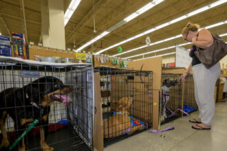 Jaulas alineadas y listas en Petco St. Lucie West durante el Megaevento de Adopción.