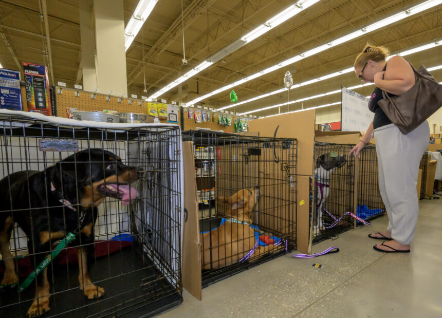 Jaulas alineadas y listas en Petco St. Lucie West durante el Megaevento de Adopción.