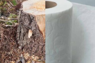 Crisis en el baño: El conflicto con Canadá amenaza el suministro de papel higiénico