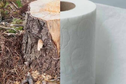 Crisis en el baño: El conflicto con Canadá amenaza el suministro de papel higiénico