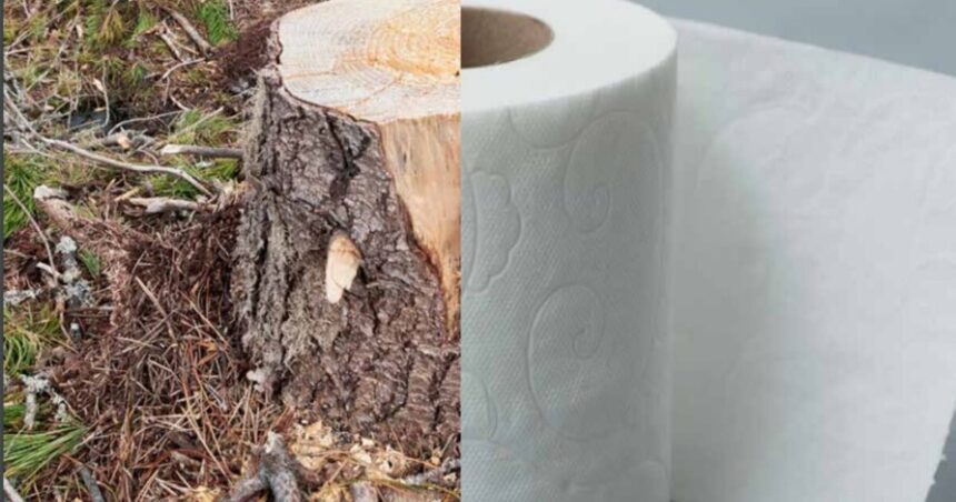 Crisis en el baño: El conflicto con Canadá amenaza el suministro de papel higiénico